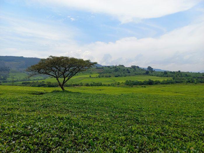 tea plantation Kibale