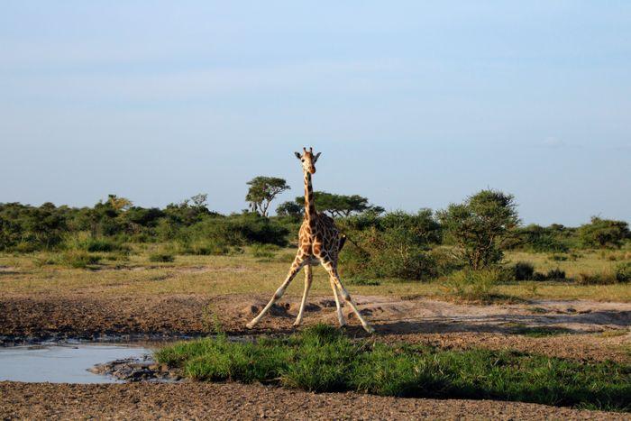 murchison falls