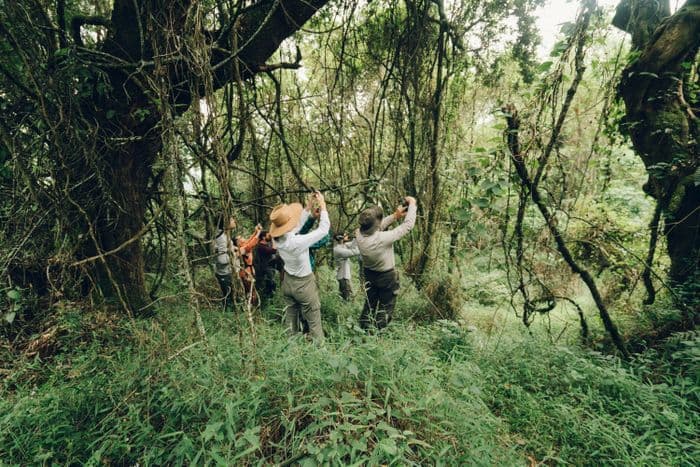 uganda gorilla bwindi